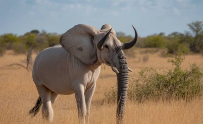 Safari photo Botswana : comment préparer son séjour, choisir ses parcs et réussir ses clichés